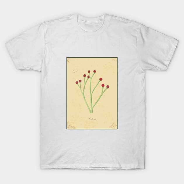 Cooksonia, botanical watercolor painting T-Shirt by Sharon Rose Art